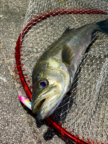 フッコ（マルスズキ）の釣果