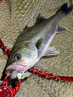 フッコ（マルスズキ）の釣果