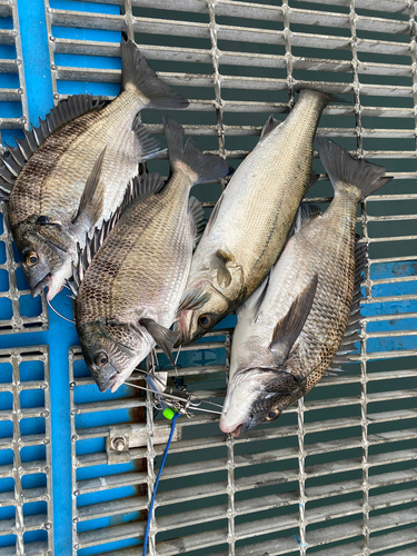 チヌの釣果