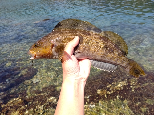 アイナメの釣果