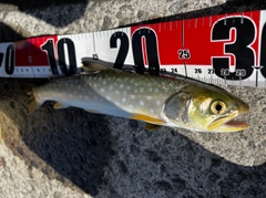 アメマスの釣果