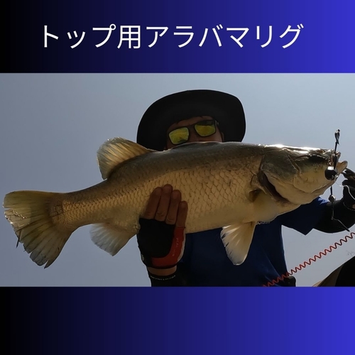 バラマンディの釣果