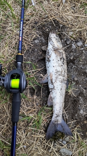 ウグイの釣果