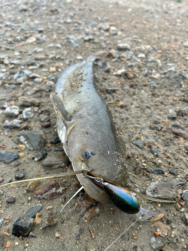 マナマズの釣果