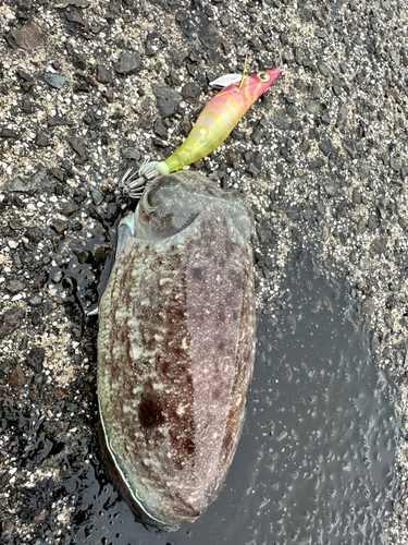 コウイカの釣果