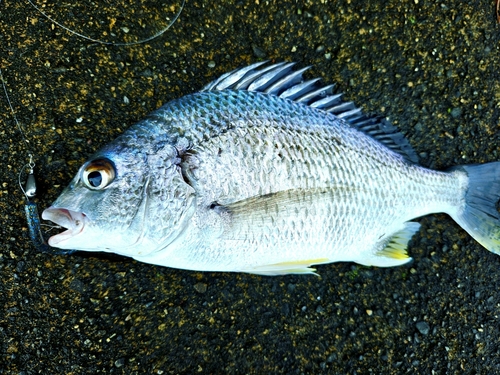 キチヌの釣果