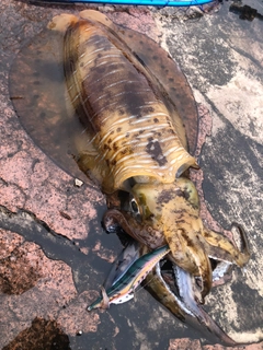 アオリイカの釣果