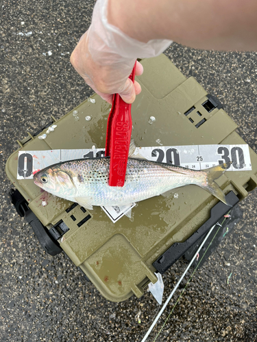 コノシロの釣果