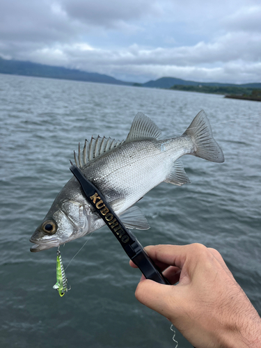 セイゴ（ヒラスズキ）の釣果