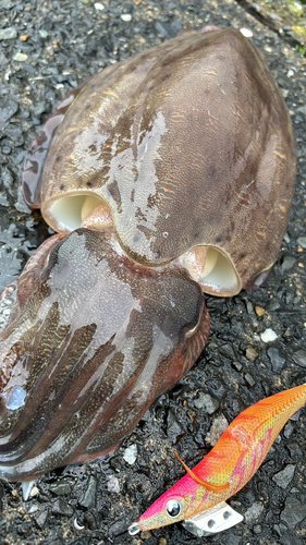 モンゴウイカの釣果