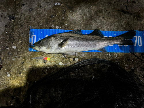 シーバスの釣果