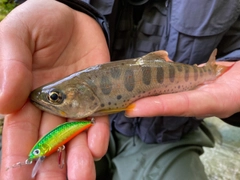 アマゴの釣果