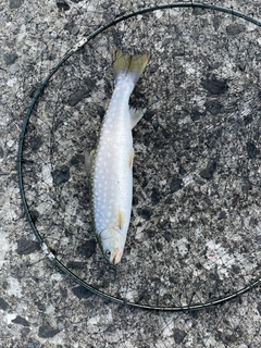 アメマスの釣果