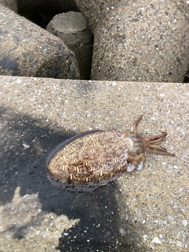 モンゴウイカの釣果