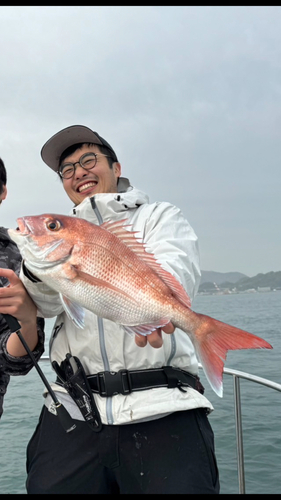 マダイの釣果