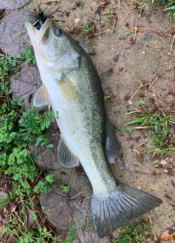 ブラックバスの釣果