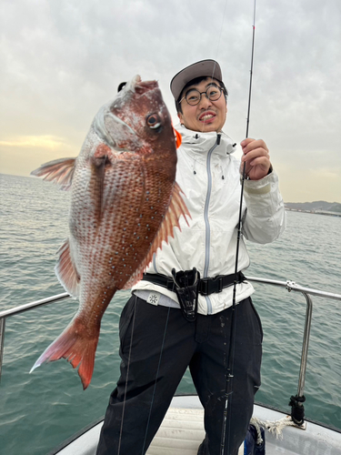 マダイの釣果