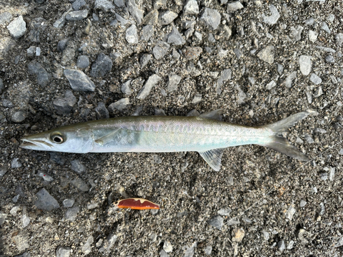 カマスの釣果