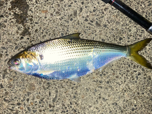 コノシロの釣果