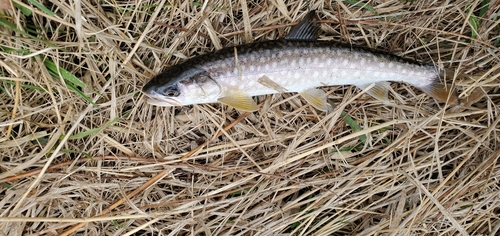 アメマスの釣果