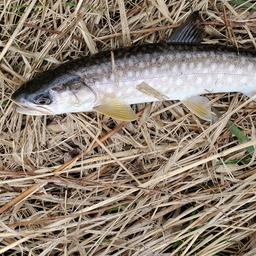 アメマス