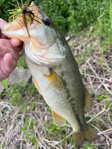 ラージマウスバスの釣果