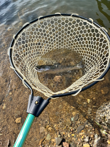 ニジマスの釣果