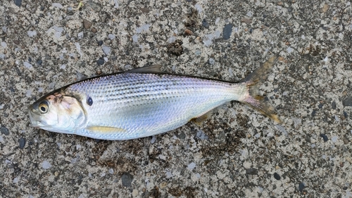 コノシロの釣果