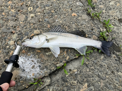 セイゴ（マルスズキ）の釣果