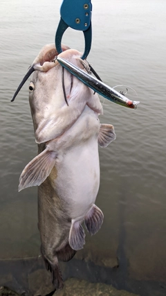 アメリカナマズの釣果