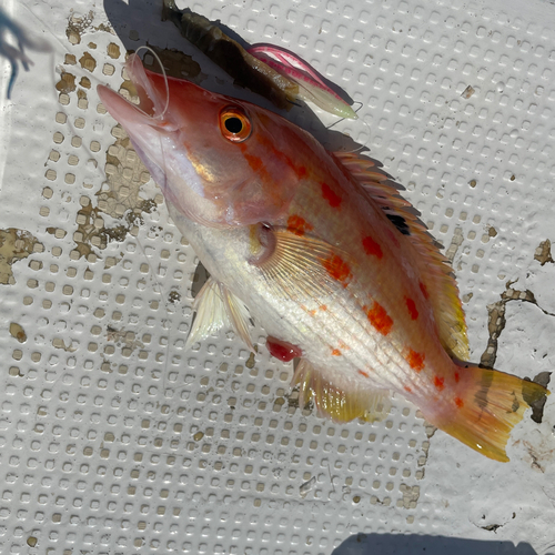 キツネダイの釣果