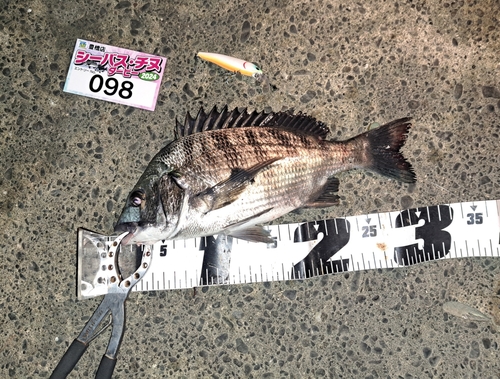 クロダイの釣果