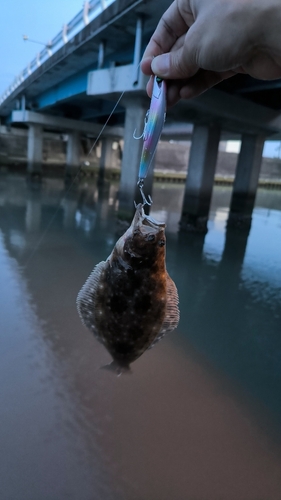 ソゲの釣果