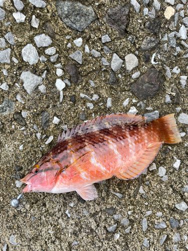 アカササノハベラの釣果