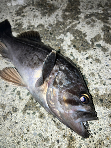 クロソイの釣果