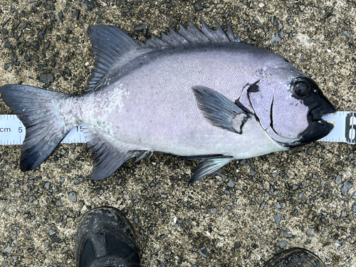 イシダイの釣果