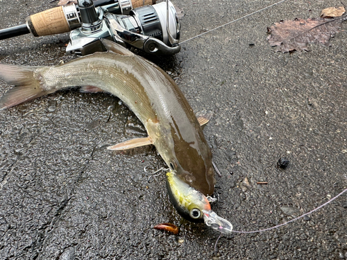 ウグイの釣果