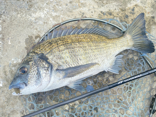 ミナミクロダイの釣果