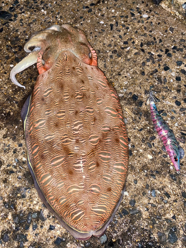 モンゴウイカの釣果