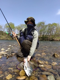 サクラマスの釣果