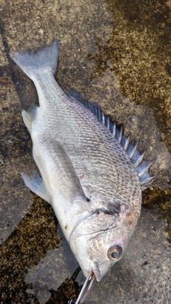 キチヌの釣果