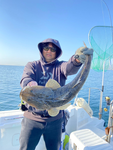 マゴチの釣果