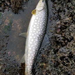 アメマス