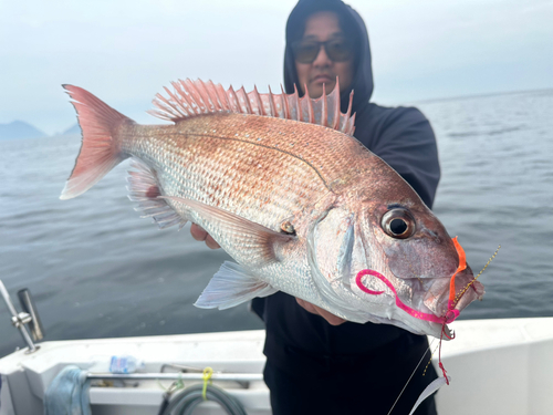 マダイの釣果