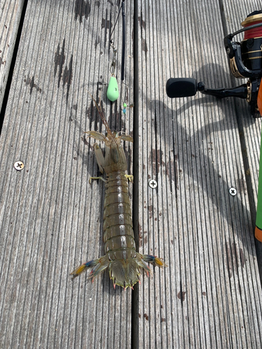 シャコエビの釣果