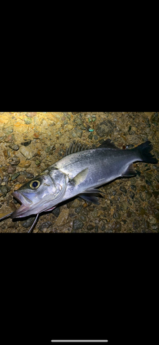 ヒラスズキの釣果