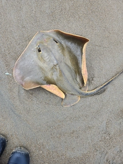 アカエイの釣果