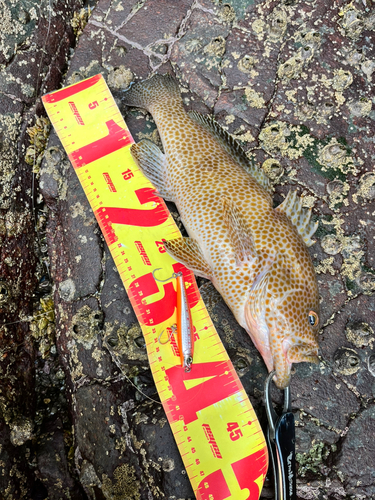 オオモンハタの釣果