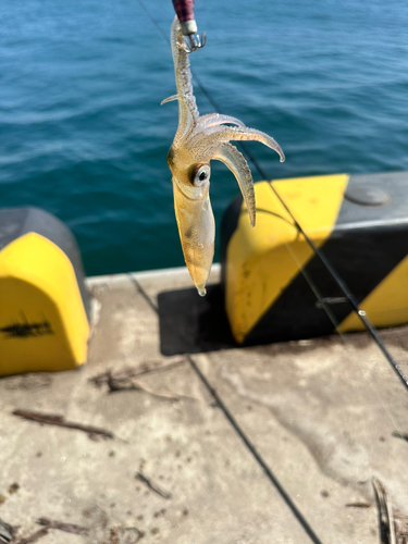 ヒイカの釣果