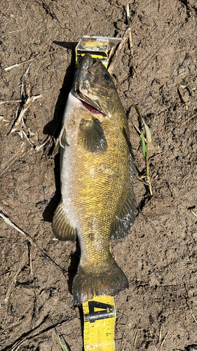 スモールマウスバスの釣果